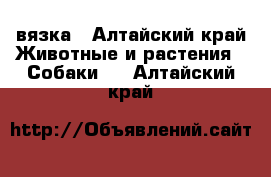 вязка - Алтайский край Животные и растения » Собаки   . Алтайский край